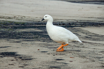 seagull on the beach