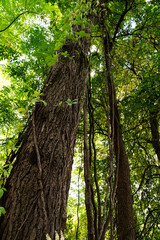 trees in the forest