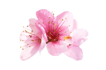 Almond pink spring flowers in PNG isolated on transparent background - obrazy, fototapety, plakaty