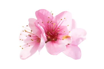 Fotobehang Almond pink spring flowers in PNG isolated on transparent background © Pavlo Vakhrushev