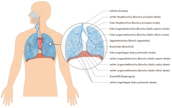 Atmungssystem / Atmungorgane - Lunge Bronchien des Menschen - deutsche Beschriftung