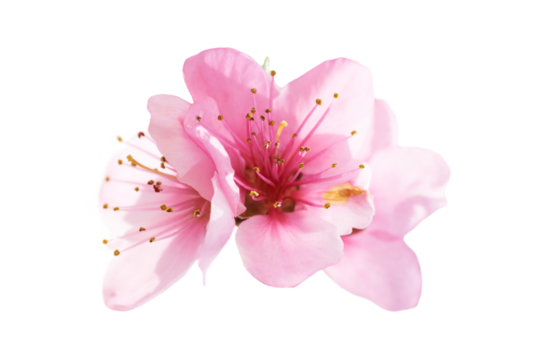 Almond pink spring flowers in PNG isolated on transparent background