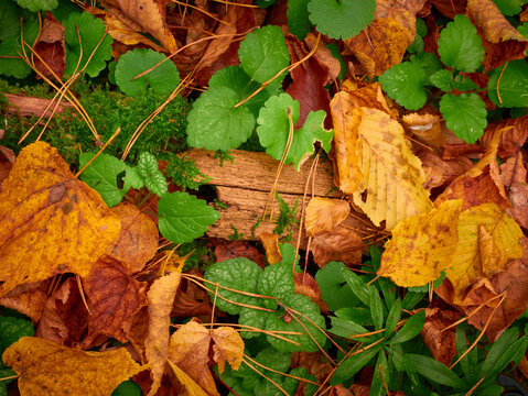 Autumn forest. Golden autumn forest. Fall collors forest.