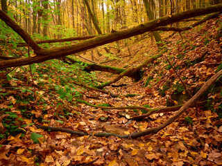 Autumn forest. Golden autumn forest. Fall collors forest.