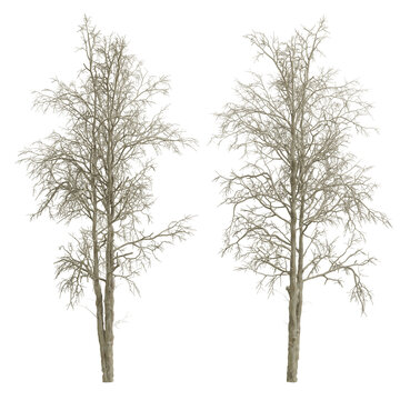 dead tree 3d rnedering isolated
