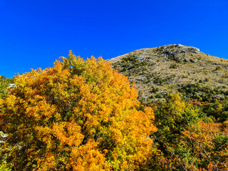 Fototapeta premium Golden coloured tree branches with scenic view of mountain peak of Derinski Vrh, Adriatic Mediterranean Sea, Montenegro, Balkan Peninsula, Europe. Sunny autumn day in Lovcen, Orjen national park