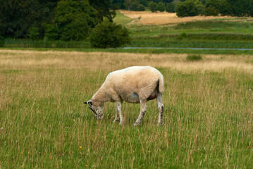 Lone sheep grazing in a field
