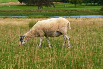 Lone sheep grazing in a field