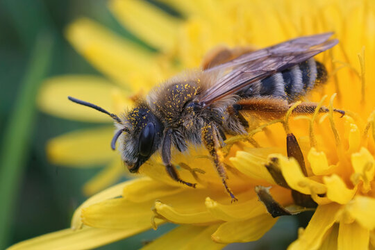 Closeup on a hairy female Banded Mining-bee, Andrena gravida , sitting in a yellow dandelion flower