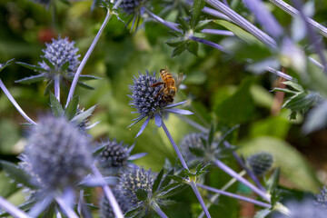 Honey Bee on Sea Holly Flowers Eryngium plants in bloom in middleterranean garden