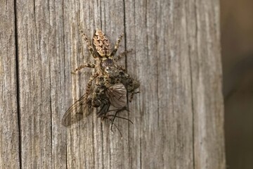 Closeup on a cute hairy Fencepost jumping spider, Marpissa muscosa with a prey