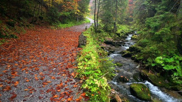 autumn in the mountains, mountain river, fallen leaves