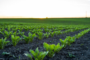 Beetroot plants growing in a row on agricultural field. Row of green young beet leaves growing in organic farm.