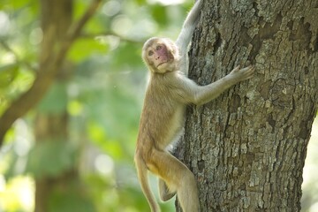 Cute Macaques or Monkey sitting on the branch of a tree. Amazing photo  with beautiful background. Picture is taken at Pench National Park, Madhya Pradesh, India.
