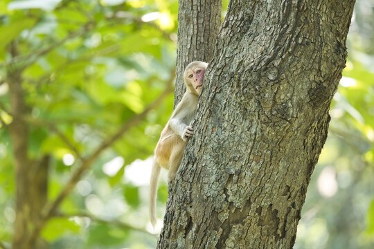 Cute Macaques or Monkey sitting on the branch of a tree. Amazing photo  with beautiful background. Picture is taken at Pench National Park, Madhya Pradesh, India.
