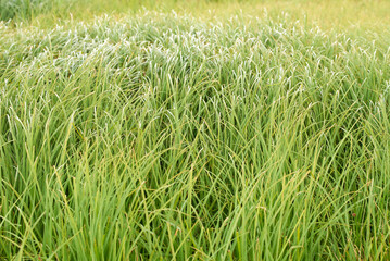 Long dense grass in a field