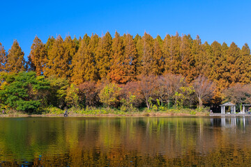 東京都葛飾区 秋の水元公園 メタセコイアの森