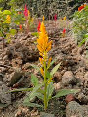 multiple colored celosia plumosa flower