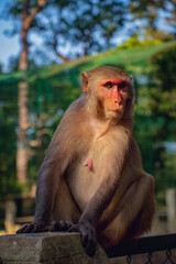 A monkey is sitting in the sunlight