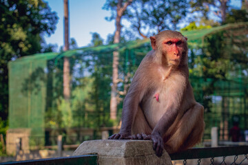 A monkey is sitting in the sunlight