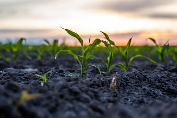 Agricultural scene with corn sprouts in fertilized soil in a sunset sky.
