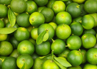Fresh green limes background. Many ripe calamansi limes close up.