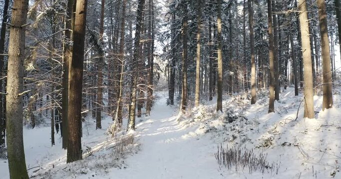 Śnieżny zimowy las, zaśnieżona droga przez las, zdjęcia z drona w zimie. winter