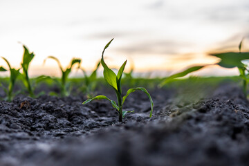 Maize seedling in the agricultural garden with a sunset sky.