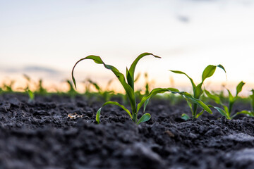 Closeup of green corn sprouts planted in neat rows against a sunset sky. Agriculture, cultivation.