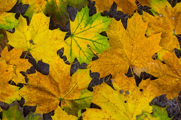 red dry maple leaves lie on ground, natural seasonal outdoor background