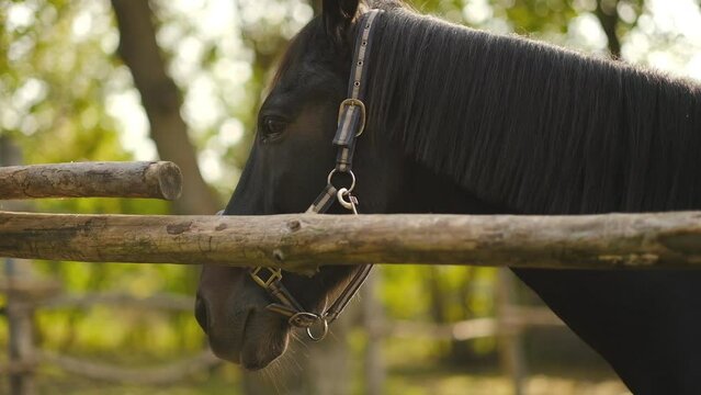 A horse stands in a paddock on a farm in summer. Breeding horses on a farm for equestrian sport.