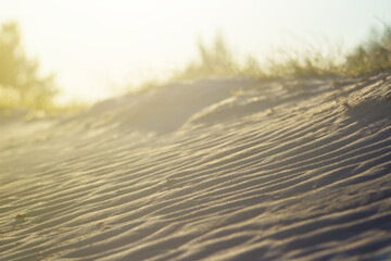 closeup sandy prairie at the sunset, calm natural summer evening scene