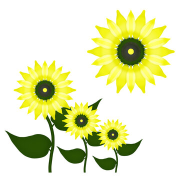 Blooming sunflowers. Illustration on white background for logo