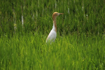 Eastern cattle egret (Bubulcus ibis coromanus) looking for food in the rice field