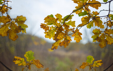 Obraz premium closeup red oak tree branch on forest glade