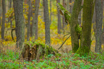 autumn forest glade with red dry leaves, natural seasonal outdoor background
