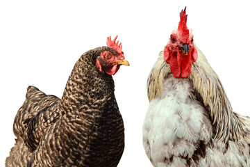 Rooster and chicken on a transparent background