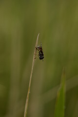 bee on a yellow flower