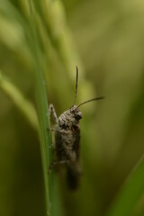 Rice locusts are a group of insects belonging to the Caelifera suborder. They are believed to be an ancient group of herbivorous insects