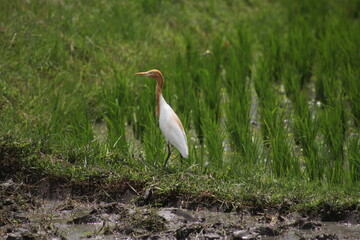 Eastern cattle egret (Bubulcus ibis coromanus) looking for food in the rice field