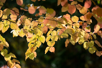 紅葉　日本　落葉