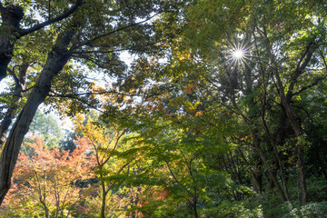 紅葉　日本　落葉