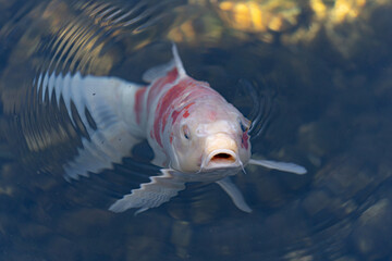 池　鯉　コイ