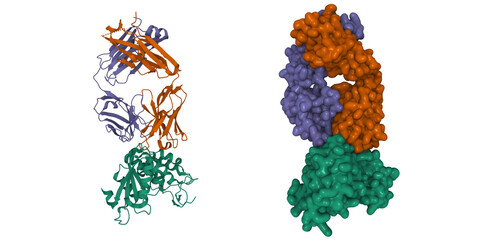Crystal structure of CD38 (green) with a novel CD38-targeting antibody SAR650984 (isatuximab). 3D cartoon and Gaussian surface models, PDB 4cmh
