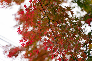 紅葉　秋
