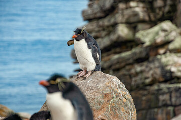 Fototapeta premium Rockhopper