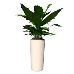 Front view of Plant (Pot with Plant 2) Tree png