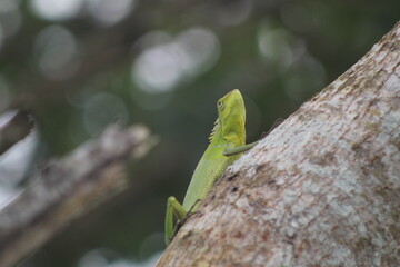 Maned forest lizard (Bronchocela jubata) climbing a tree