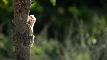 Portrait, Monkey or Macaca in a natural forest park climb on a branch and is enjoy, looking, funny, happy. Khao Ngu Stone Park, Ratchaburi, Thailand. Leave a blank and space for banner text entry.