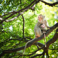 Naklejka na ściany i meble Mother monkey and baby monkey sitting on a tree in the natural forest. She hug the son in her arms with love and safety. Khao Ngu Stone Park, Ratchaburi, Thailand. Leave a blank space for text entry.